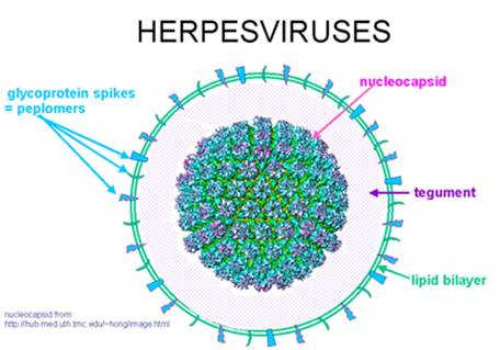 herpes-sinh-duc-1